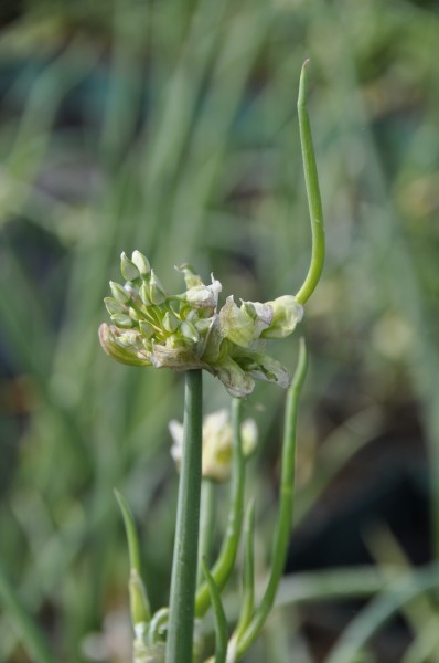 Etagenzwiebel - Allium cepa var. viviparum