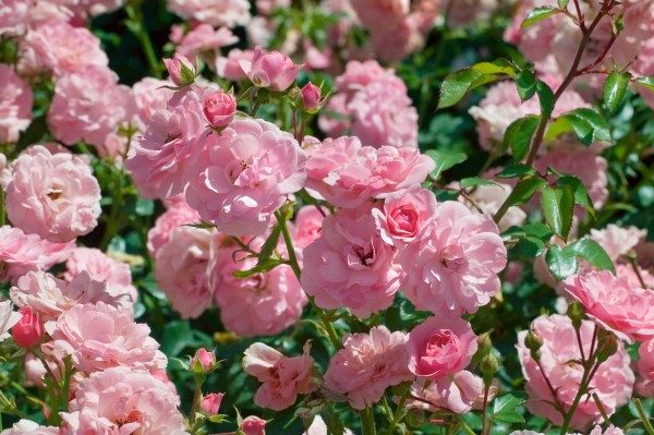 Stammrose 'Bonica 82'® - Rosa x hybrida