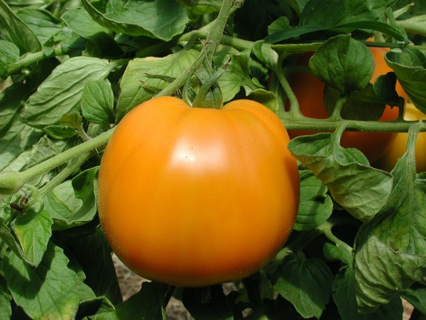 BIO Tomate 'Orange à Gros Fruits' Pro Specie Rara