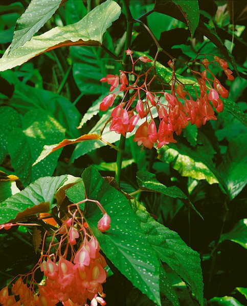 Forellenbegonie 'Tamaya' - Begonia corallina x albopicta