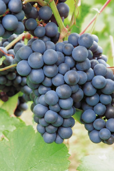 Weinrebe 'Magliasina (Tessiner Traube /tessinois)' - Vitis vinifera