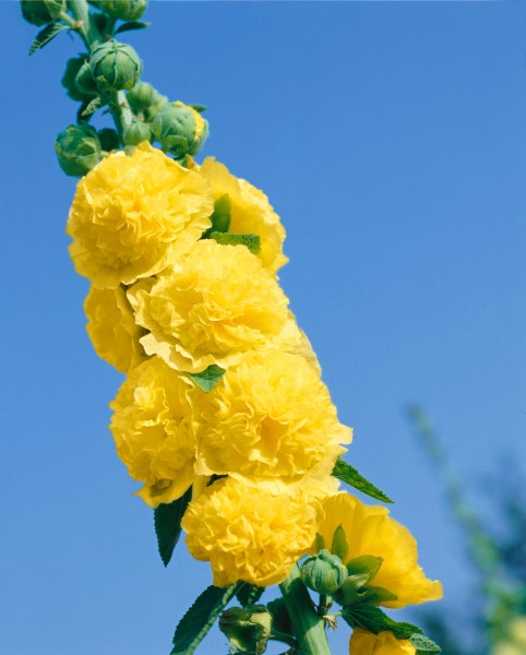 Stockrose 'Pleniflora gelb' - Alcea rosea