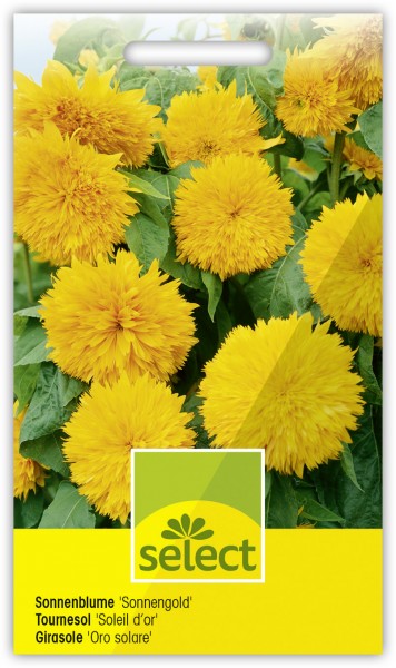 Sonnenblume 'Sonnengold' - Helianthus annuus
