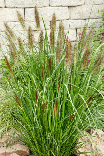 Lampenputzergras 'Red Head'