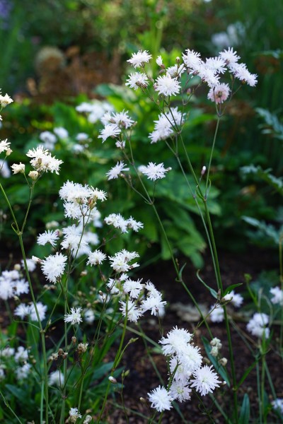 Kuckucks-Lichtnelke 'Petite Henri' - Lychnis flos-cuculi