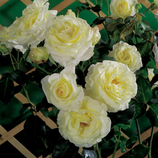 Kletterrose 'Schneewalzer'® - Rosa x hybrida
