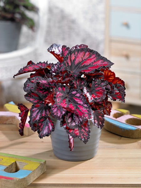Blattbegonie Magic Colours 'Red Kiss' - Begonia Rex-Hybriden