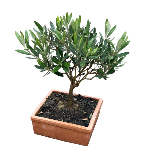 Mini-Olivenbaum im Tontopf