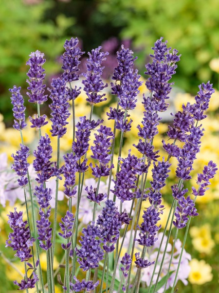Lavendel 'Hidcote Purple'