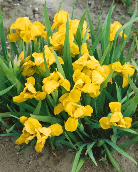 Zwerg-Schwertlilie 'Brassie' - Iris x barbata-nana