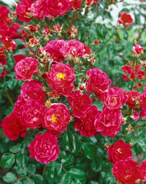 Bodendeckerrose 'Heidefeuer'® - Rosa x hybrida