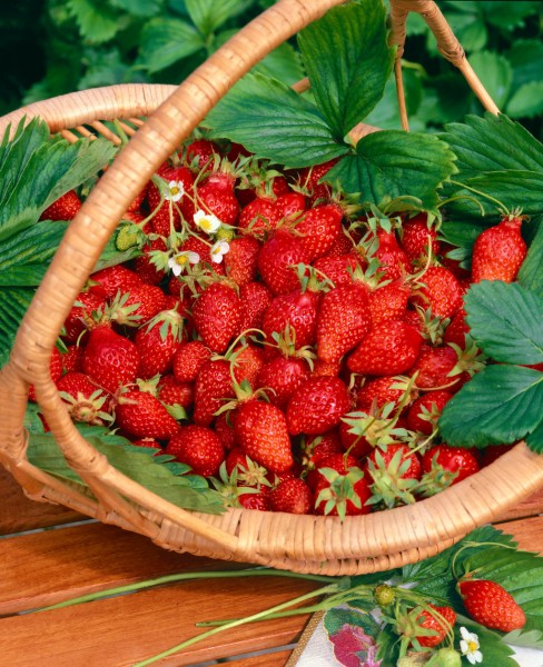 Erdbeere 'Spadeka', immertragend
