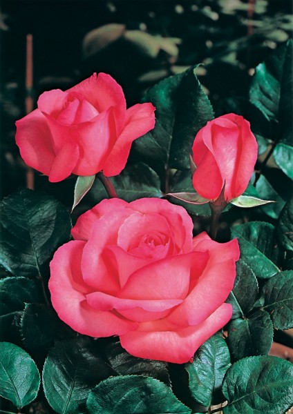 Edelrose 'Pink Panther'® - Rosa x hybrida