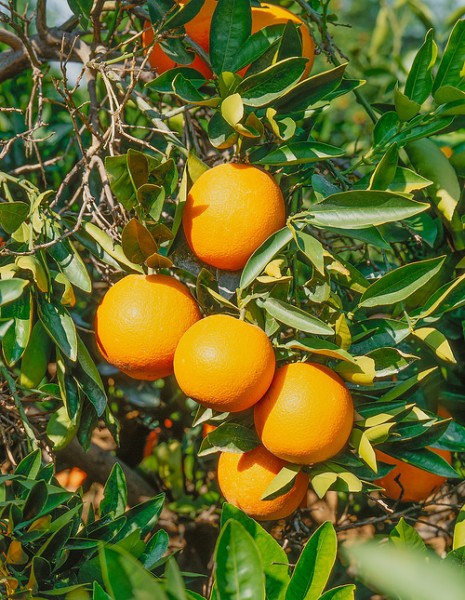 Citrus 'Orange'
