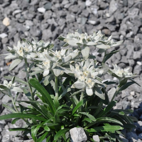 Edelweiss