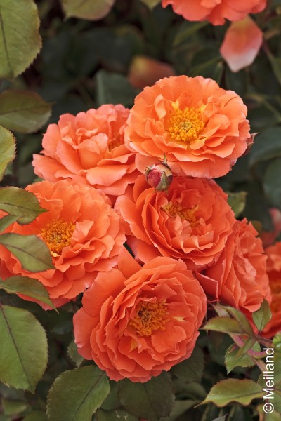 Stammrose 'Orange Meilove'® - Rosa x hybrida