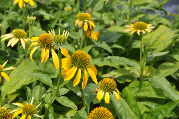 Sonnenhut 'gelb' - Echinacea purpurea