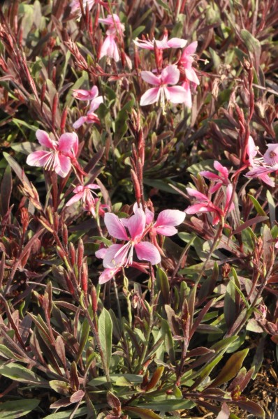 Prachtkerze 'Cherry Brandy' - Gaura lindheimeri