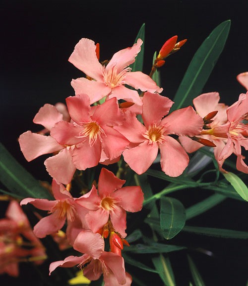 Oleander 'lachs'