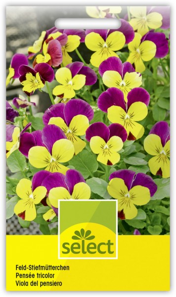 Feld-Stiefmütterchen - Viola tricolor