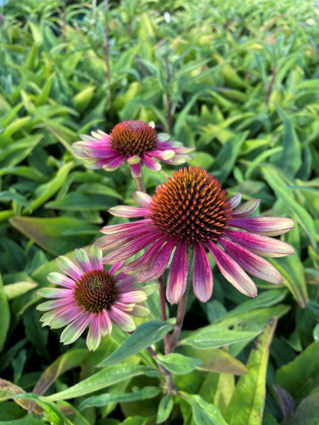 Sonnenhut 'Sweet Sandia' - Echinacea purpurea