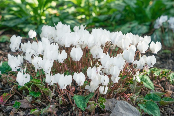 Herbst-Alpenveilchen 'Perlenteppich' - Cyclamen hederifolium