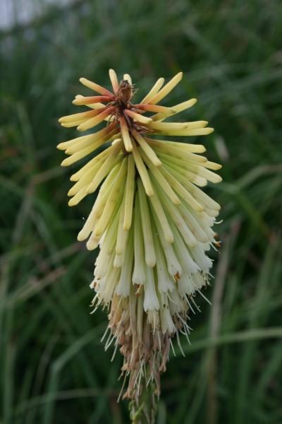 Fackellilie 'Green Jade' - Kniphofia uvaria