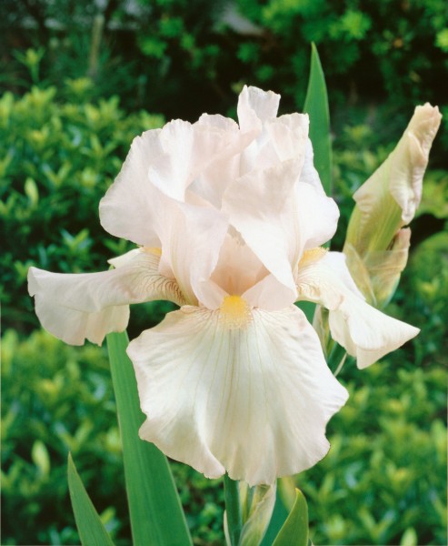 Hohe Schwertlilie 'Constant Wattez' - Iris x barbata-elatior