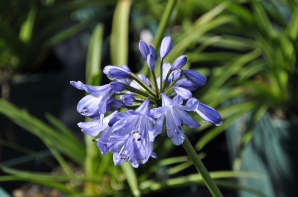 Schmucklilie 'Little Dutch Blue' ®