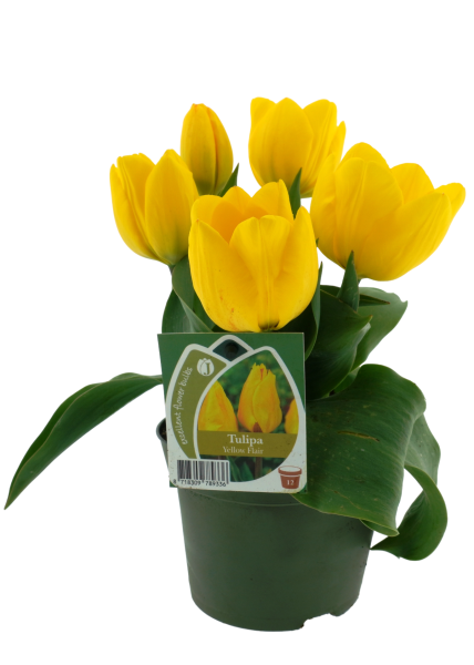 Tulpen 'Yellow Flair'