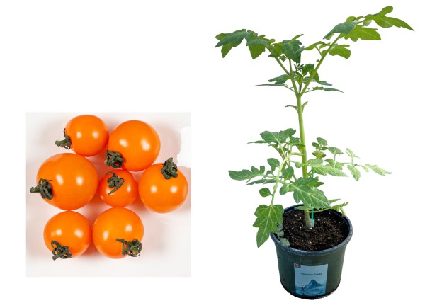 Tomate 'Cherry' orange veredelt