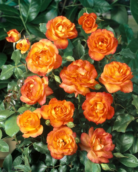 Strauchrose 'Sahara'® - Rosa x hybrida