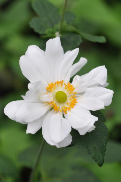 Herbst-Anemone 'weiss' - Anemone japonica