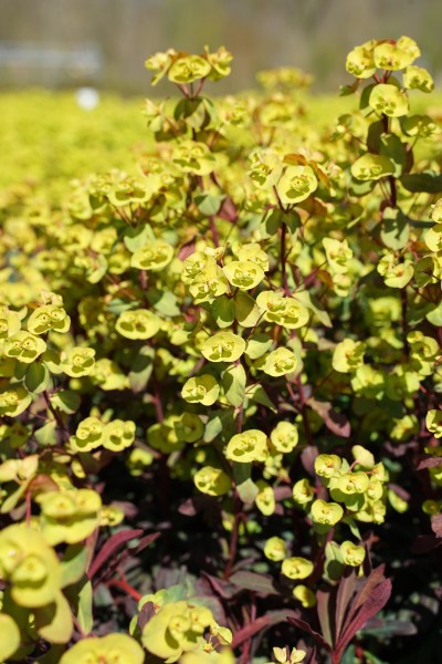 Wolfsmilch 'Miner's Merlot' - Euphorbia amygdaloides