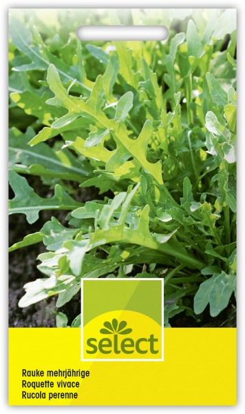 Rauke mehrjährige - Diplotaxis tenuifolia