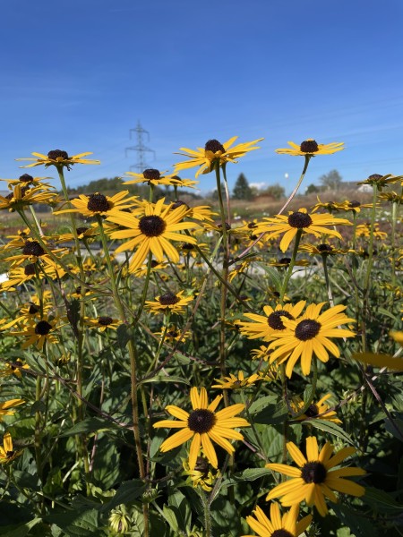 Sonnenhut 'Early Bird Gold' - Rudbeckia fulgida