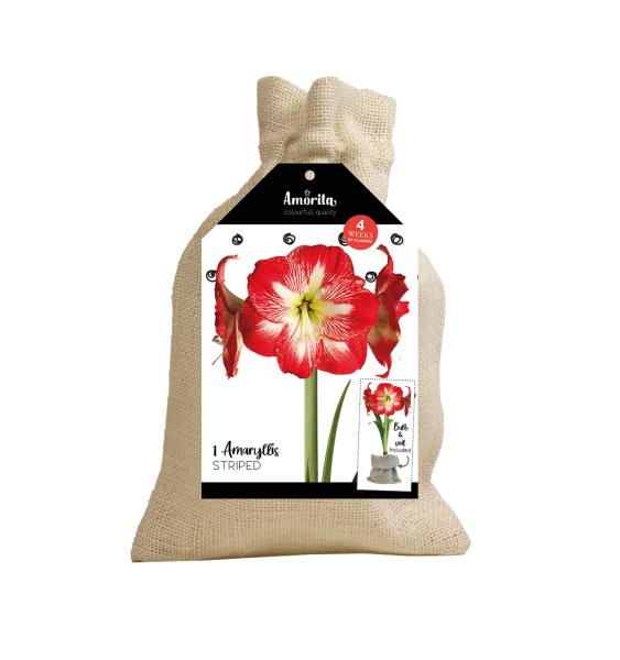 Ritterstern Amaryllis im Jutesack, rot/weiss