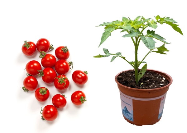 BIO Tomate 'Cherry' rot