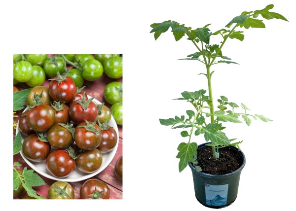 Tomate 'Cherry' schwarz veredelt