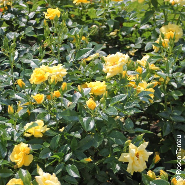 Beetrose 'Bayerngold'® - Rosa x hybrida