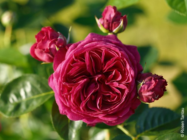 Edelrose 'Marietta'® - Rosa x hybrida