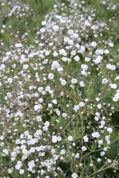 Schleierkraut 'Festival White Flare' - Gypsophila paniculata