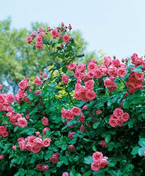 Kletterrose 'Lawinia' - Rosa x hybrida