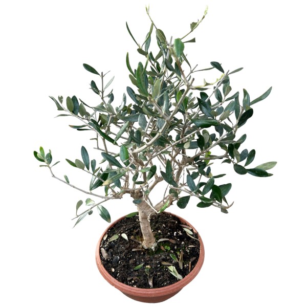 Olivenbaum in Schale