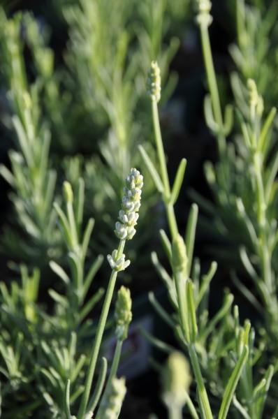 Lavendel 'White Summer' - Lavandula angustifolia