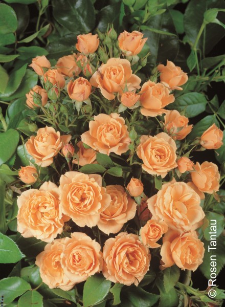 Miniaturrose 'Apricot Clementine'® - Rosa x hybrida