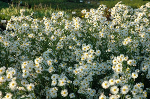 Sternwolkenaster 'Snowbank'