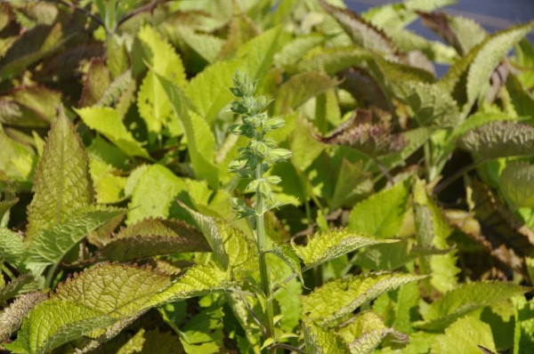 Klebriger Salbei - Salvia glutinosa