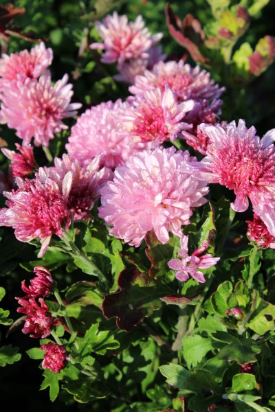 Winteraster 'Anastasia' - Chrysanthemum x hortorum