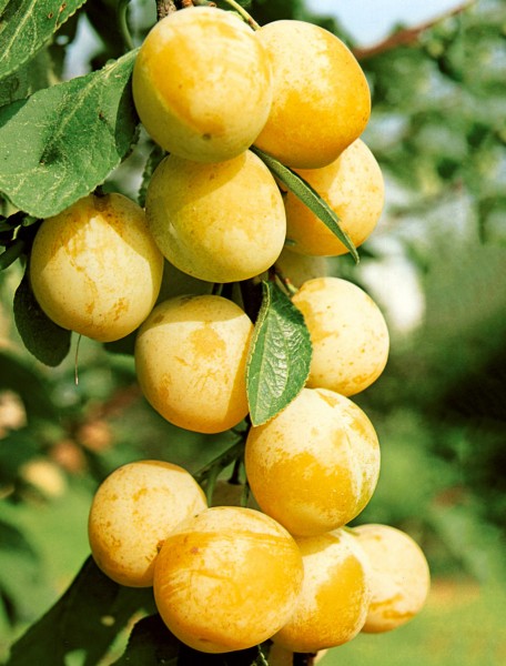Minipflaume 'Golddust' - Prunus domestica